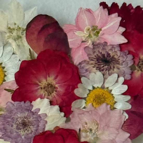 Blühen unter dem Schnee