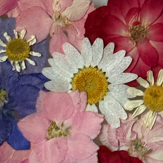 Blühen unter dem Schnee