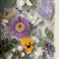 Drama geheimnisvoller Blumen