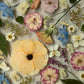 Aprikosenblüte