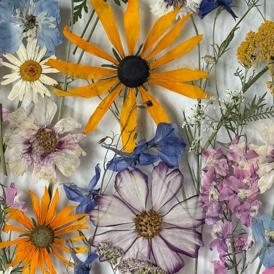 Das Geheimnis der blauen Hortensie