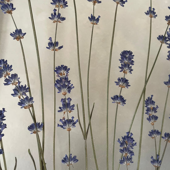 Das Geheimnis der blauen Hortensie