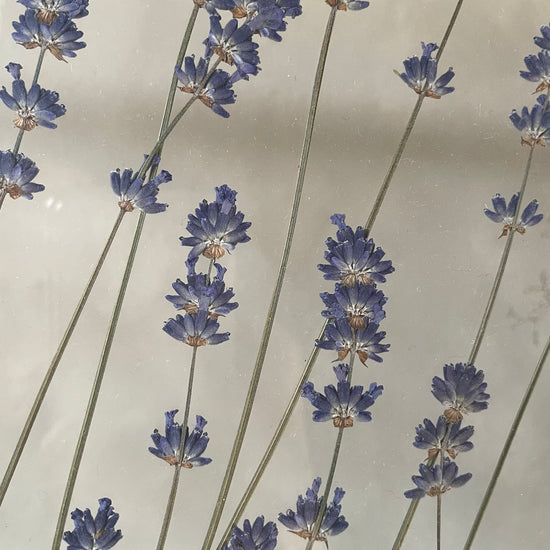 Das Geheimnis der blauen Hortensie