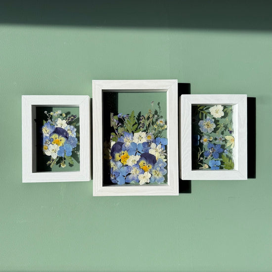 Nieswurz - Gemäldeset 1x S und 2x XS