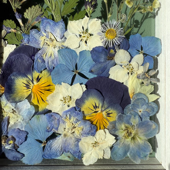 Nieswurz - Gemäldeset 1x S und 2x XS