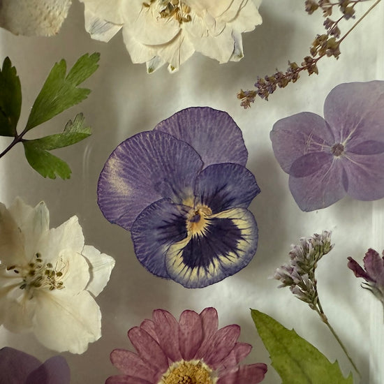 Drama geheimnisvoller Blumen