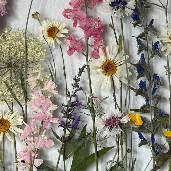 Das Geheimnis der blauen Hortensie