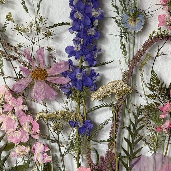 Das Geheimnis der blauen Hortensie