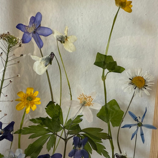 Wiesenblume