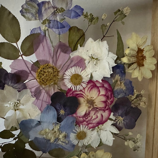 Anemonen in ihrem natürlichen Lebensraum