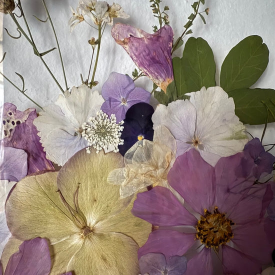 Pfingstrose im Garten