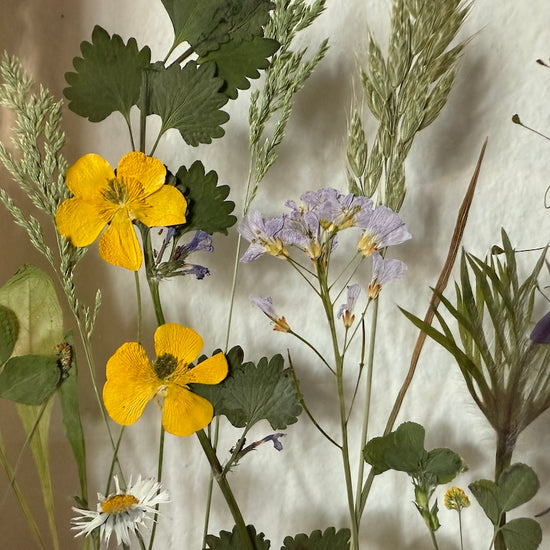 Wiesenblume