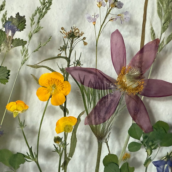 Wiesenblume