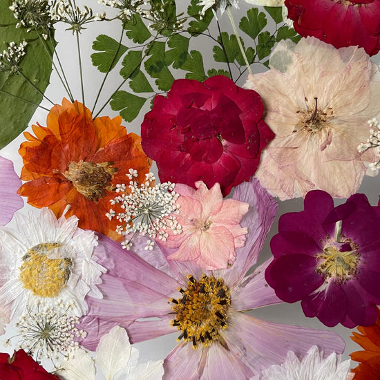 Nachtgarten der Träume